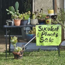 Suculents Pick Up Only 