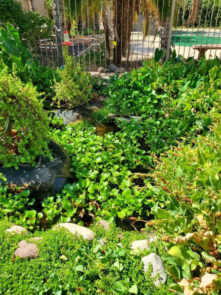 Pond Plants for Sale in Surprise, AZ OfferUp