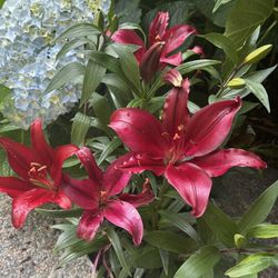 Deep Red Ruby Lily 