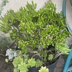 Succulents Plants