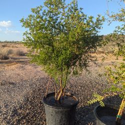$250 Texas Ebony Tree Multiple Trunk 