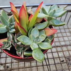 Lovely Red Planter Packed With Succulents 