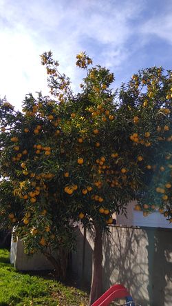 Limones