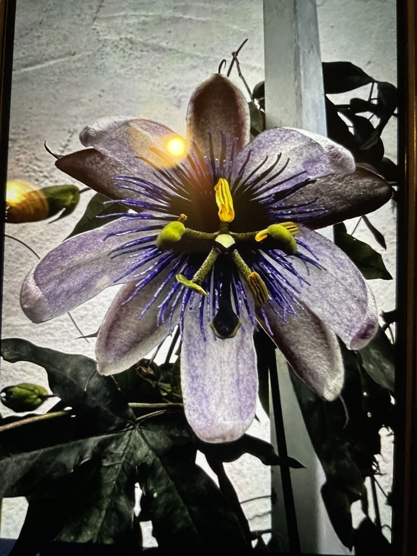 Purple passion vine flower