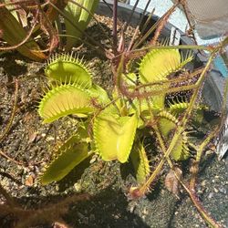 Carnivorous Plants Venus flytraps Rare