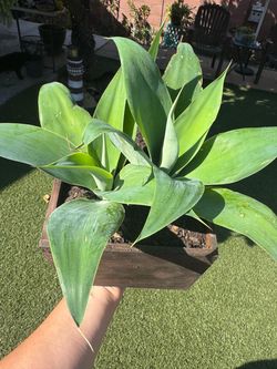 Beautiful blue fox tail agave in a wooden pot