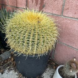 Big Golden Barrel Cactus