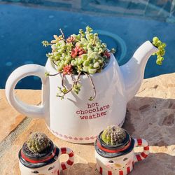 1 Set Of Korean Succulents In Tea Pot 