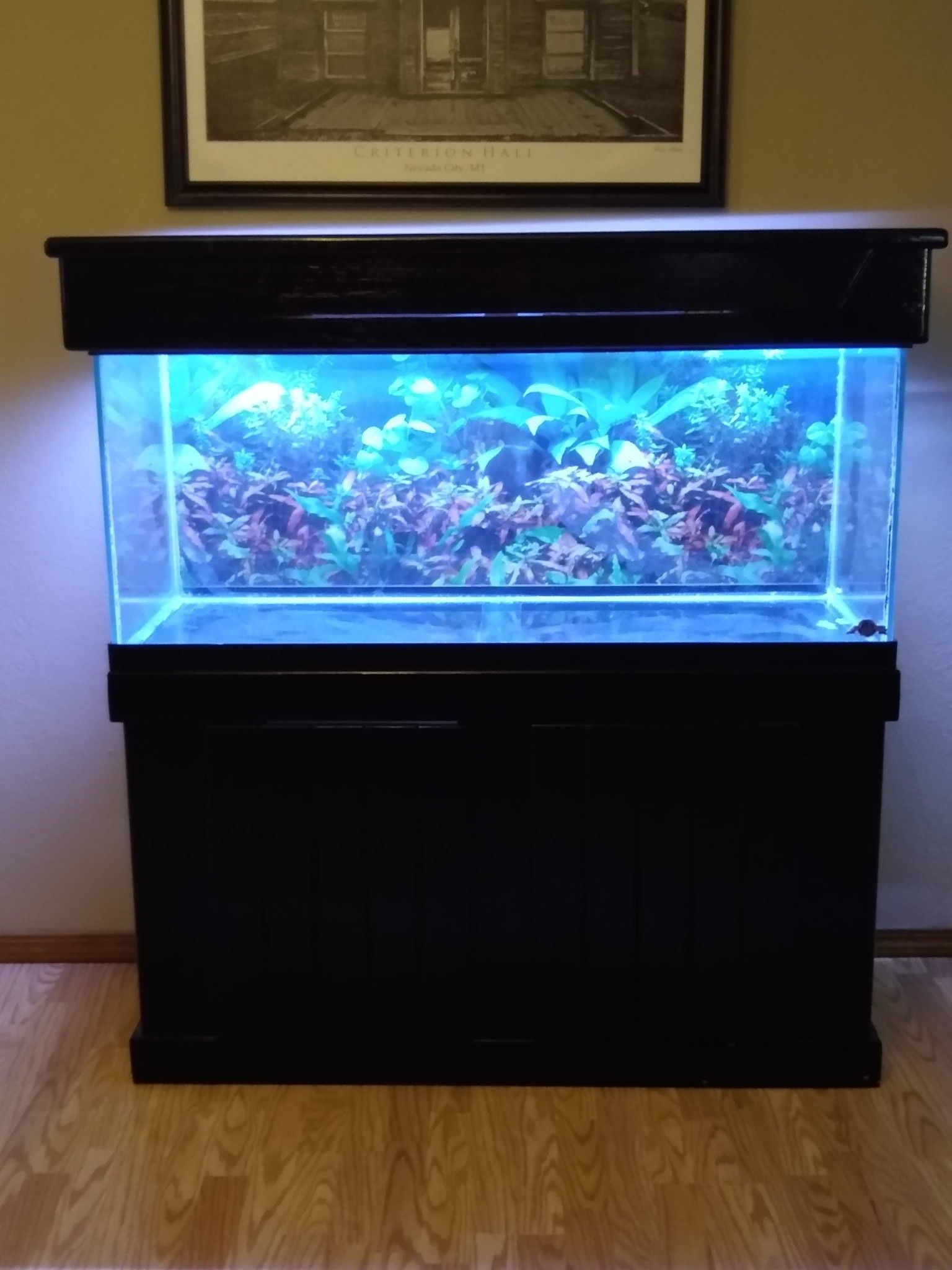 75 Gallon Fish Tank