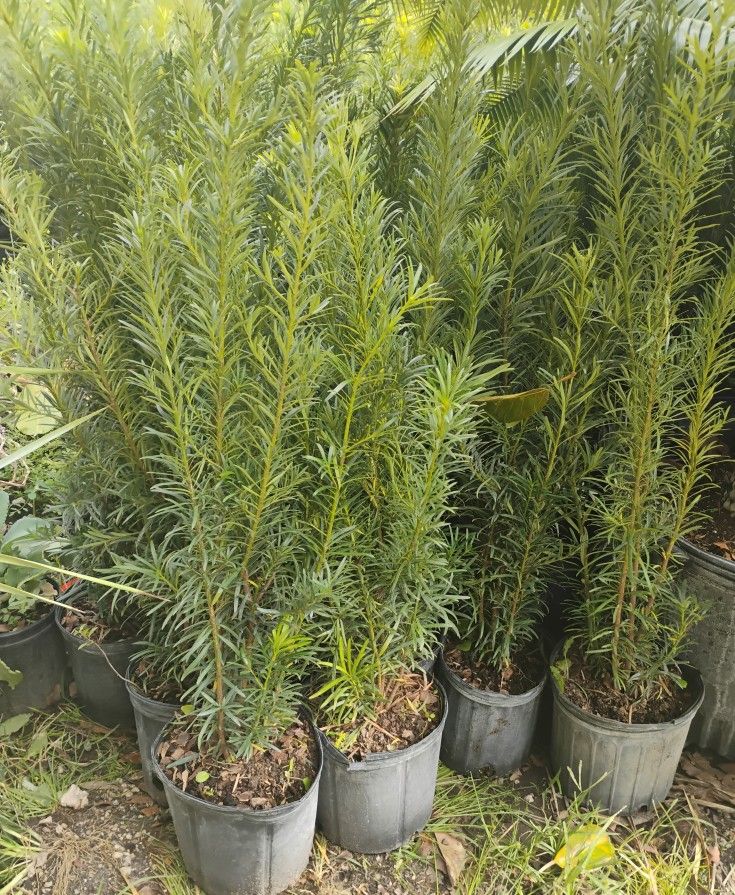 Podocarpus Hedges $8.00 3ft