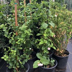 Arabian Jasmine 
