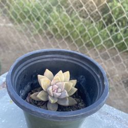 Ghost Plant 🪴 