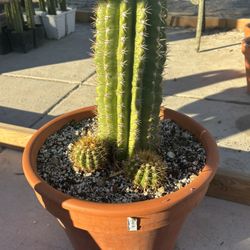 Trichocereus Grandiflora Cactus • Plant