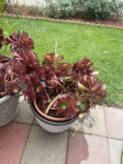 Plants For Sell