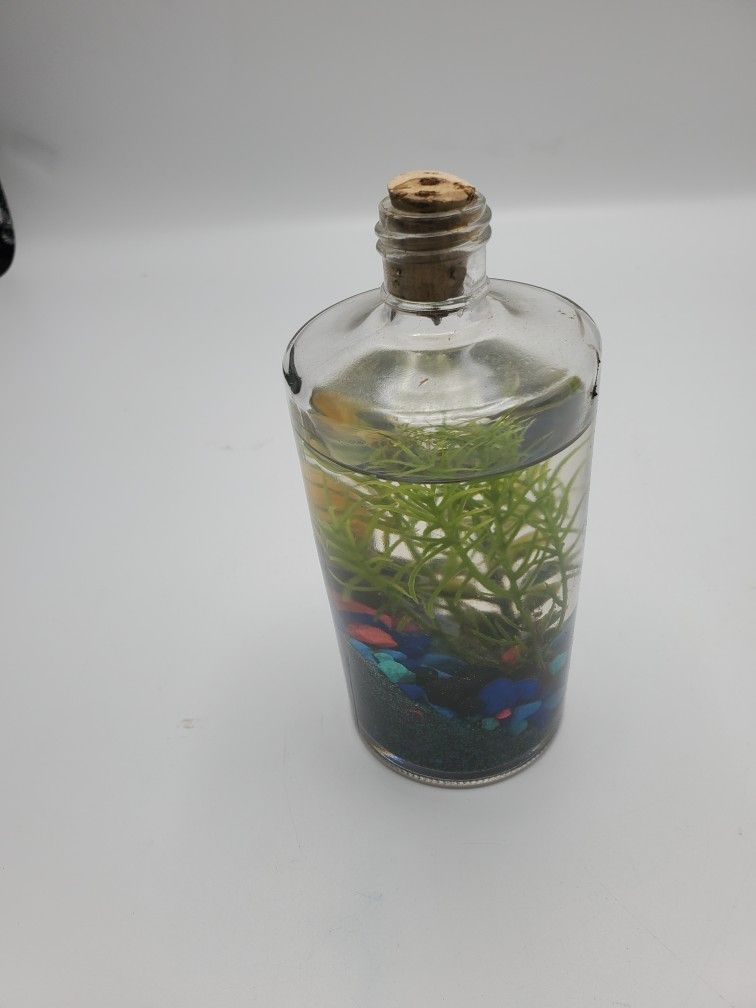 Aquarium In A Bottle