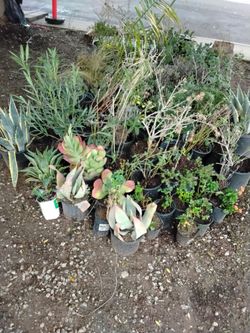 Plants sale