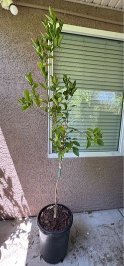 Murcott Mandarin