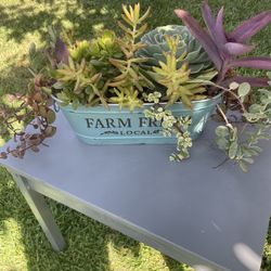 Fall Succulent Arrangements