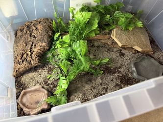 Leopard Gecko Set Up
