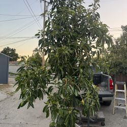 avocado tree ( huge ) 