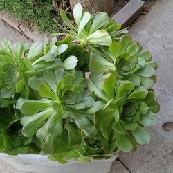 Aeonium Succulent Plant Stems 