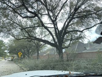 Storm Damage Clean up Trees 