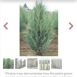 Title: 5 Skyrocket Juniper Trees – ~6 ft Tall