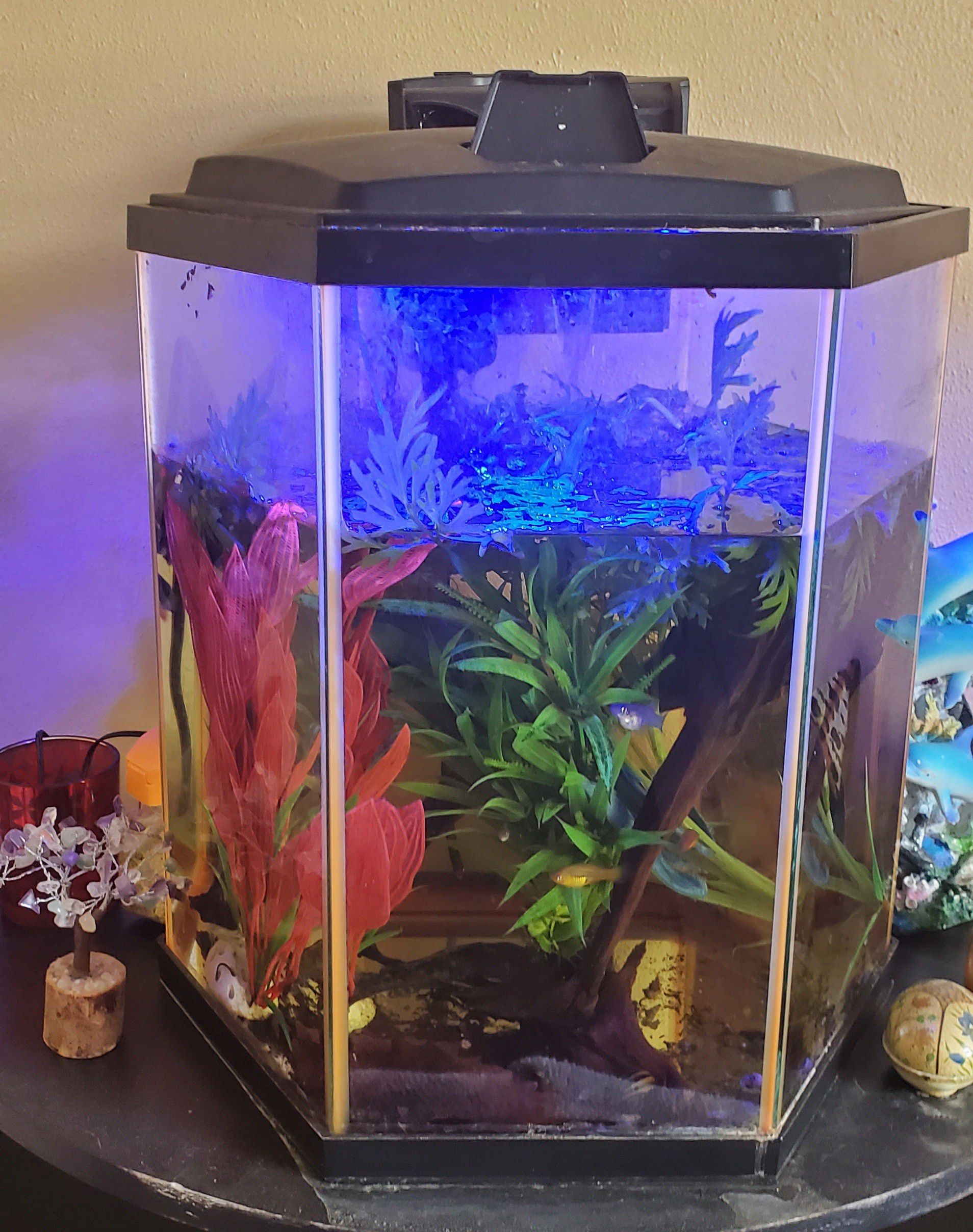 8 gallon glow fish tank