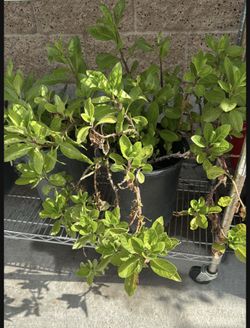 Plant Insulin 