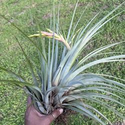 air plants red Tillandsia Ionantha Guatemala (Medium) Air Plant