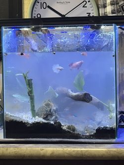 29 Gal-40 Tall And 5 Gal Rimless Tanks