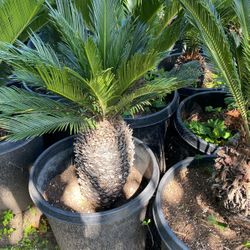 Sago Palm
