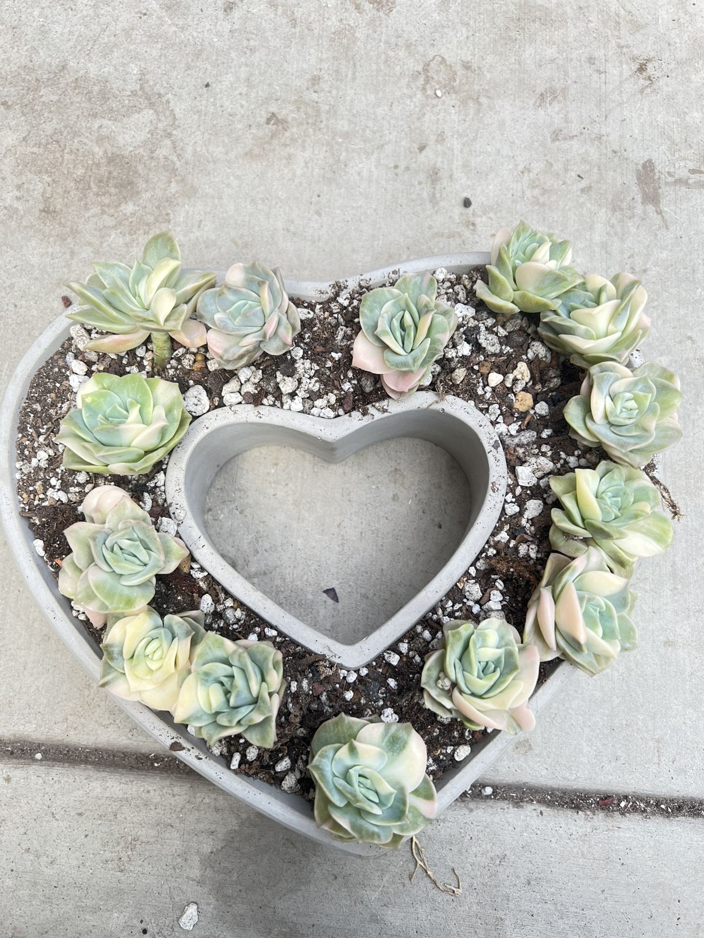 Echeveria Lovely Rose Variegated Imported Each $90