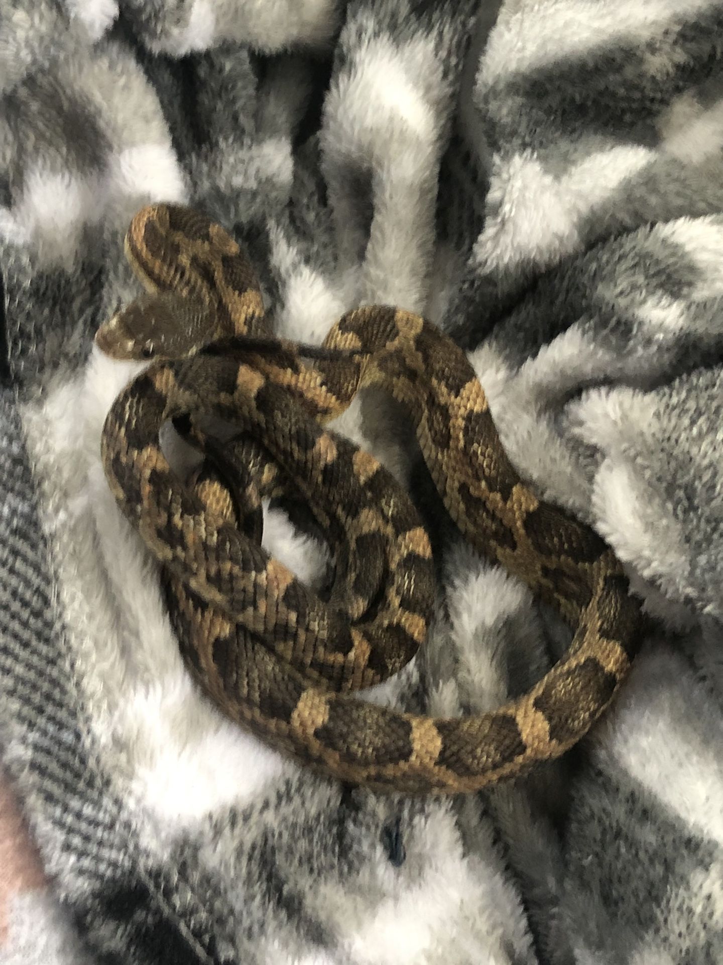 Rat Snake And Snake Stuff Bundle Take It All For 100 Dollars