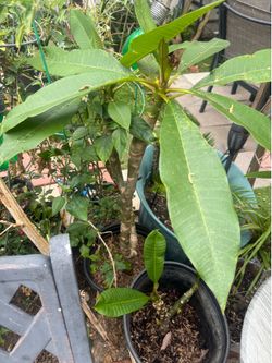 Potted garden plant