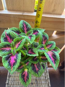 Coleus plant
