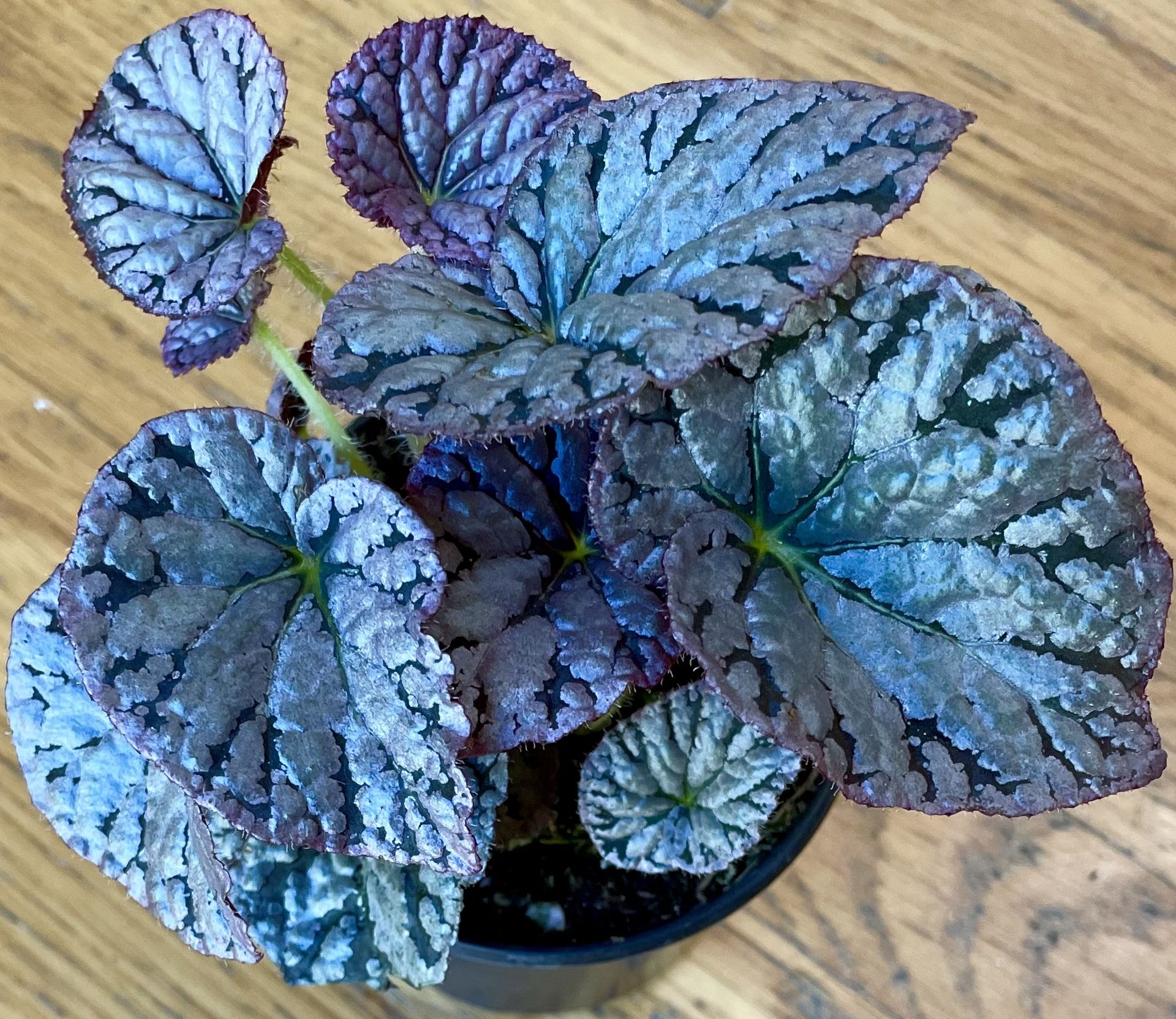 Rare Begonia Chayo Plant / Free Delivery Available