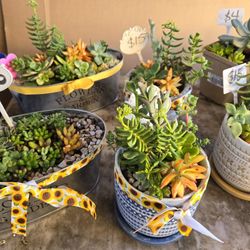 Mothers day Succulent arrangements from $15-$20 each