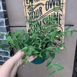 Hoya Bella Indoor Plants 