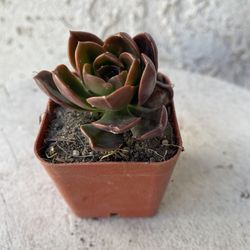 2 Inch Pot Succulent Plant - Dusty Rose - Echeveria Gigantea Rose - Rooted & Established - Drought Resistant 🪴 Perfect Baby & Wedding Shower Favors