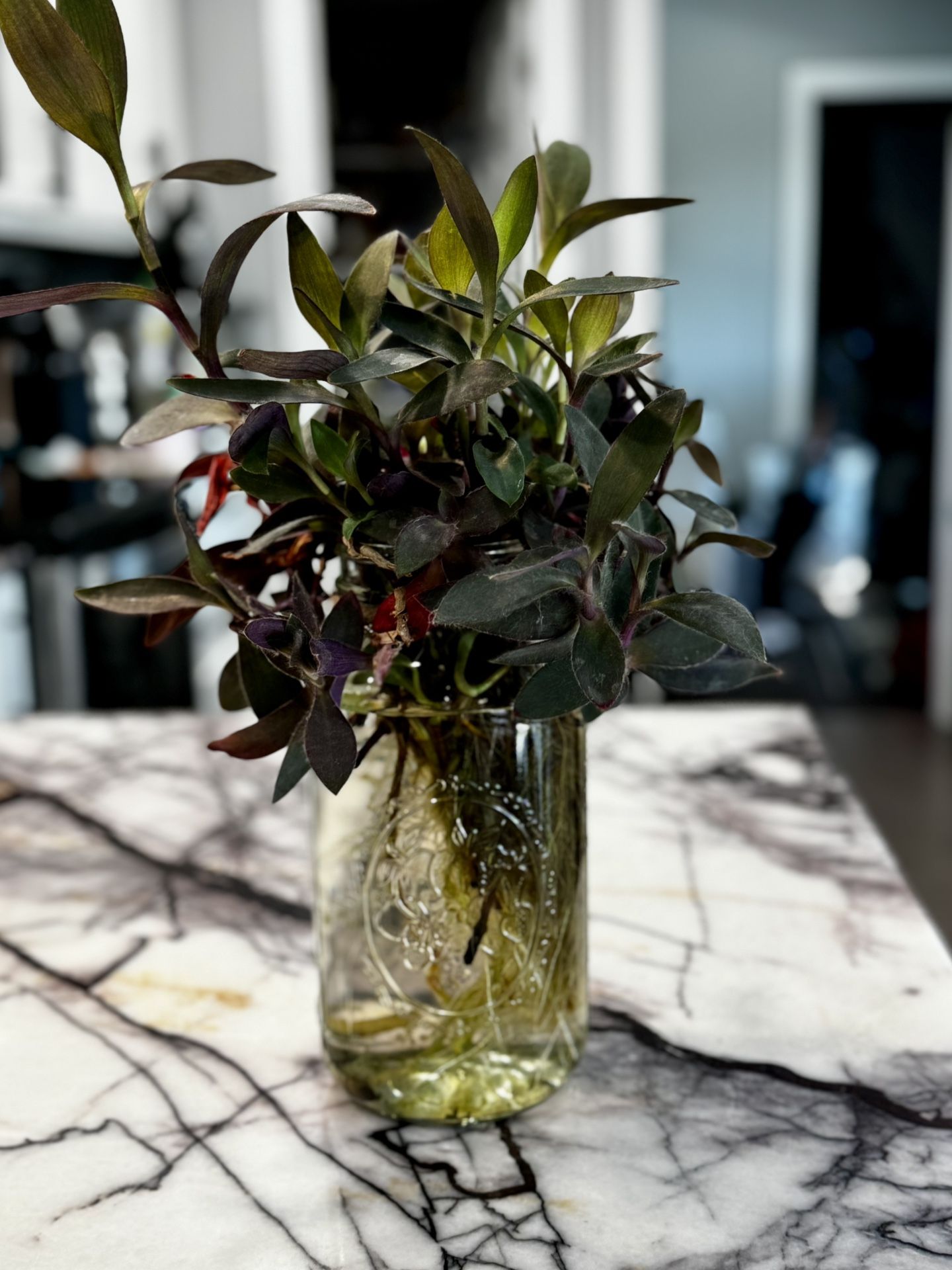 Purple heart living in large mason jar!