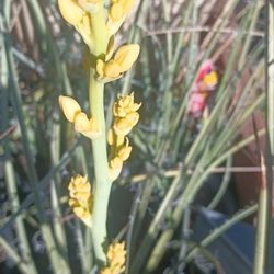 Yellow And Red Yucca Plants.