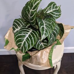 Zebra Plant