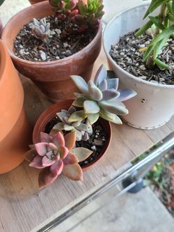 Succulent variety of echeverria