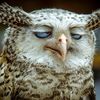 Night Owl