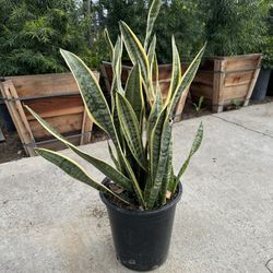 Snake Plant