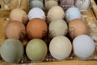 Hatching eggs ~ backyard chickens, quails & ducks