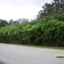 Clumping Bamboo for Privacy ~ Large Inventory ~ Expert Advice