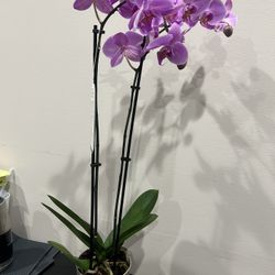 Live Healthy  Orchid Plant 