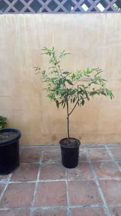 Mexican cherry